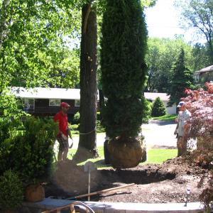 Tree, Shrub, Plant Installation (4)